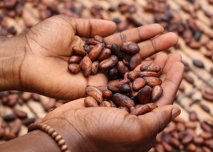 Personne tenant des fèves de cacao dans ses mains.

Photo de Etty Fidèle